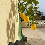 فيلة Yucca Istra *
