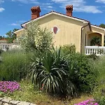 فيلة Yucca Istra *