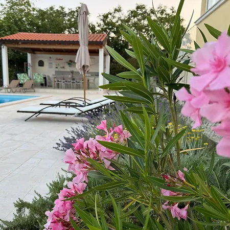 فيلة Yucca Istra